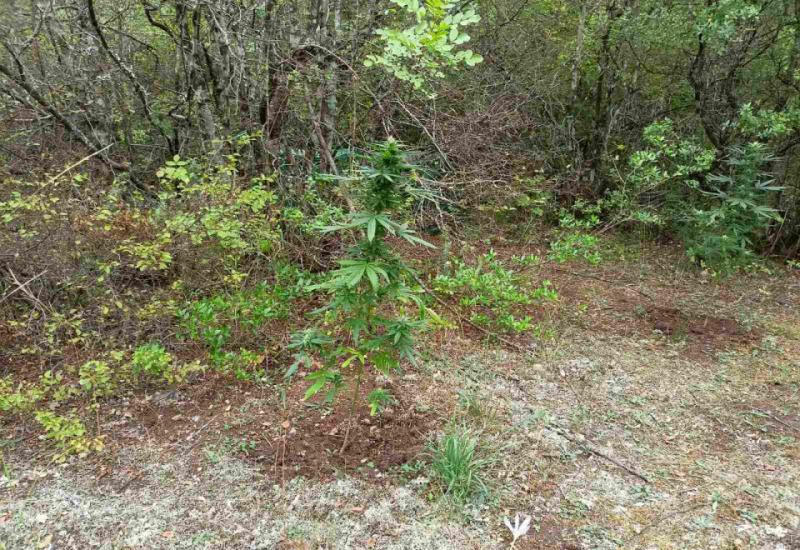 Pronađena još jedna plantaža marihuane u Hercegovini